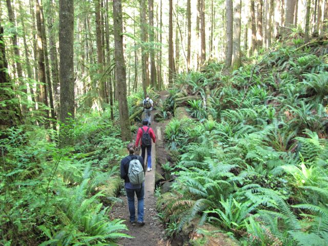 Heading into a forest, Vancouver Island